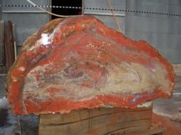 Petrified Wood Speciman